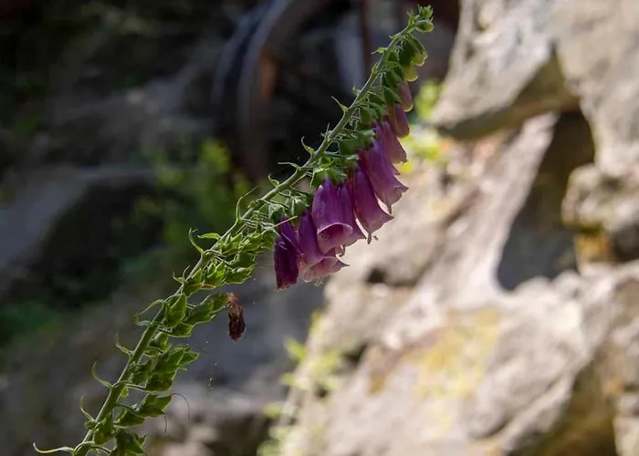 Brockenpfad Schierke